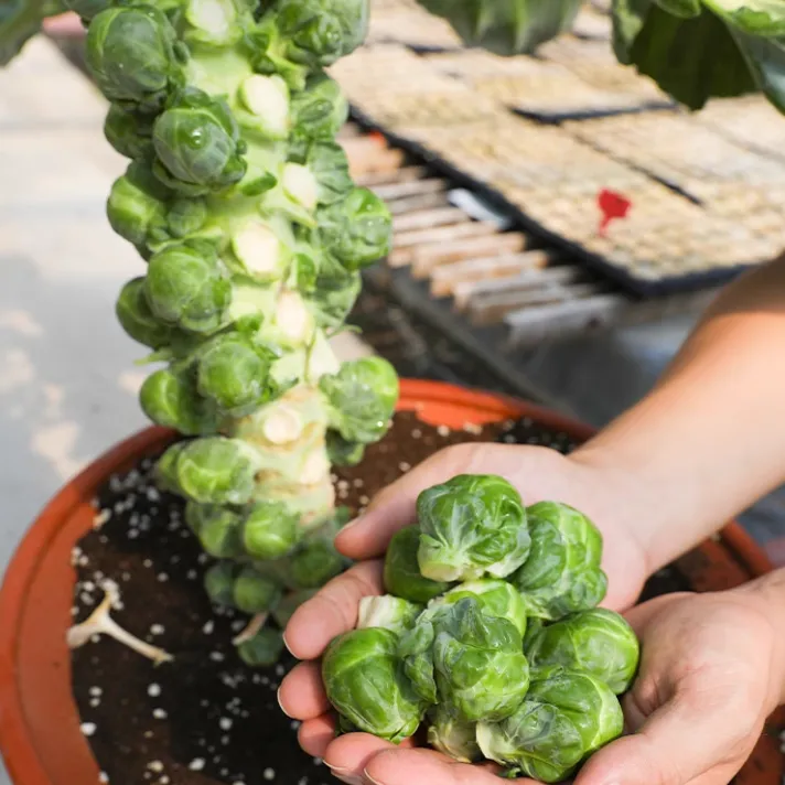 孢子甘蓝种子春秋季小型芽球包心菜阳台庭院四季播种简单蔬菜种籽