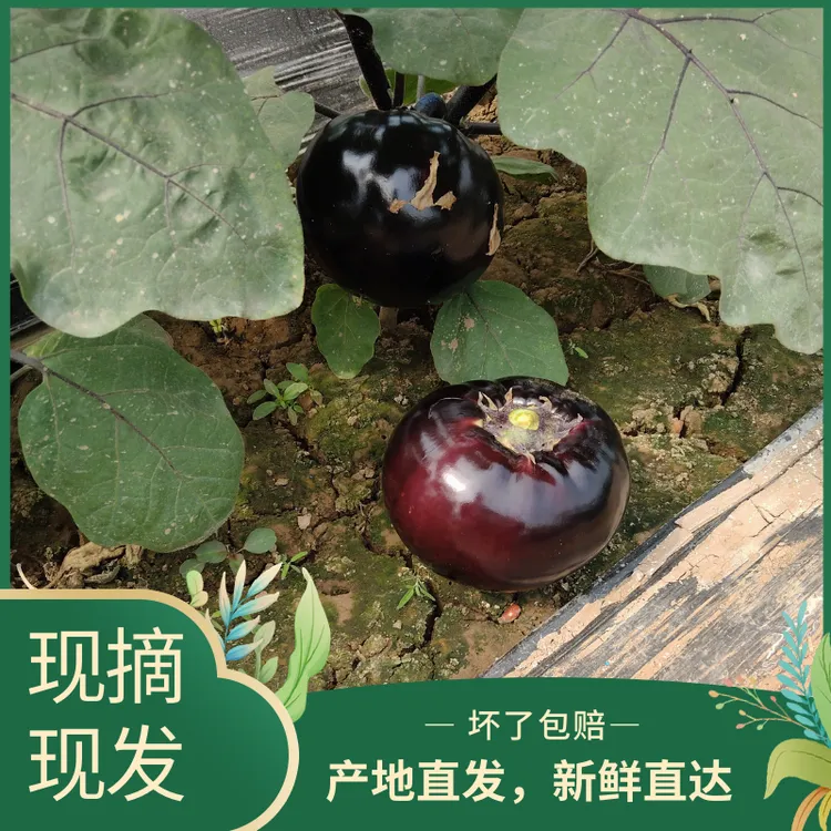 （坏果包赔）河南自种圆茄子新鲜紫色黑皮茄子时令蔬菜应季现摘现发