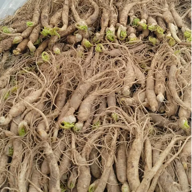 木臣堂长白山2026新鲜人参现采现挖可煲汤泡酒泡茶日常营养滋补商品图