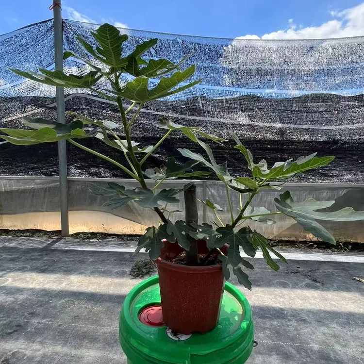 （波姬红）无花果苗盆栽地栽原盆原土南北方阳台庭院四季可种