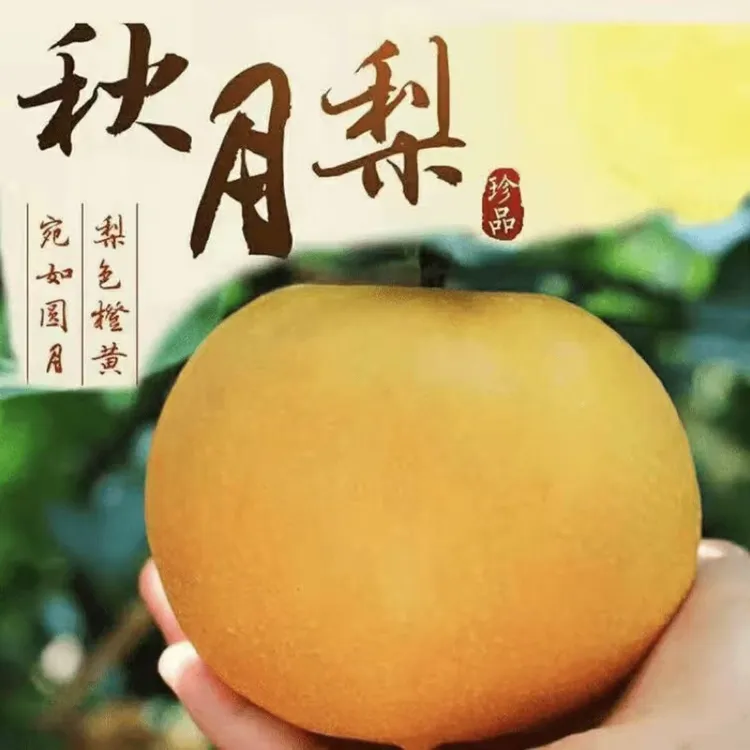 观梧优选山东莱阳秋月梨果王清甜多汁顺丰京东发货
