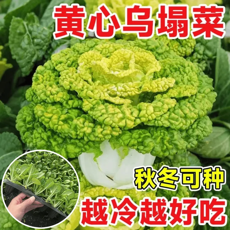 【黄心乌塌菜苗】秋冬耐寒菊花心菜苗基地值发阳台庭院蔬乌塌菜苗