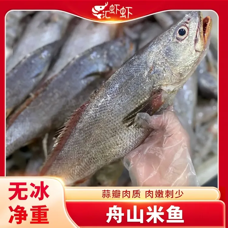 舟山本港大规格大米鱼新鲜冷冻深海大鮸鱼鲜活海鲜水产海捕大鳘鱼
