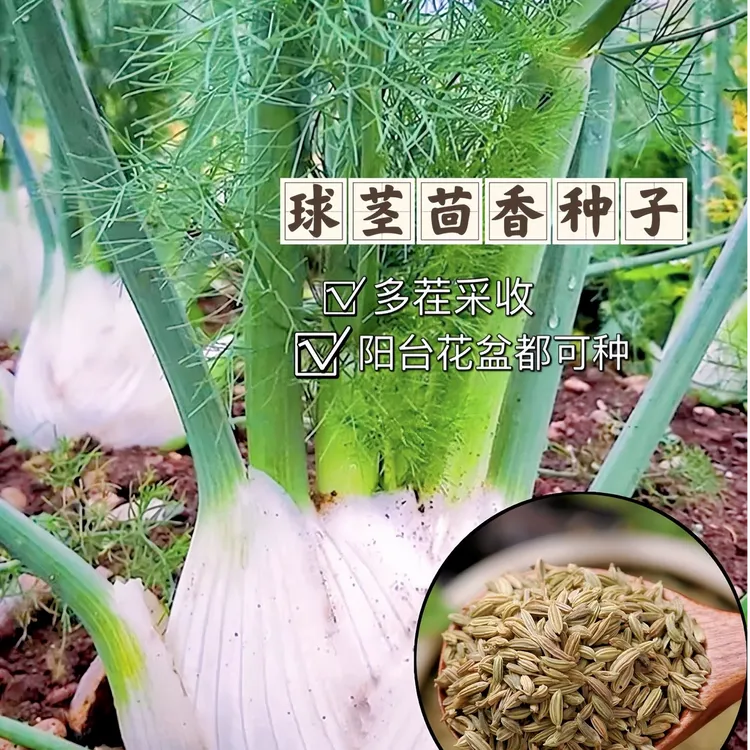 球茎茴香种子球形结球割茬大茴香种籽菜种蔬菜种子四季播种批发
