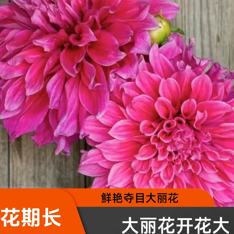 直播花卉大丽花 多年生球根花卉 室内庭院阳台年年开花大丽花种球