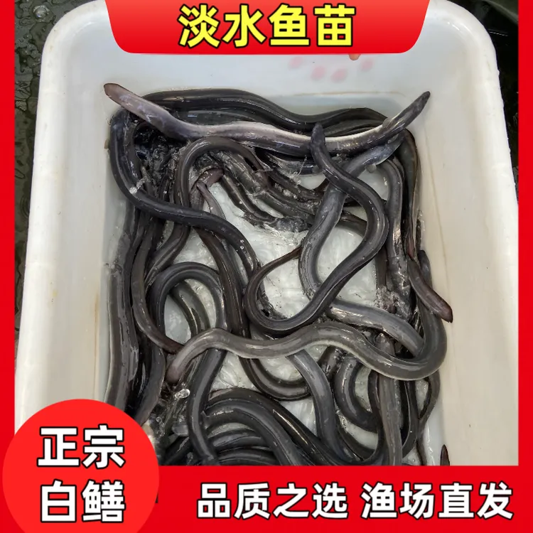淡水养殖鳗鱼苗白鳗广东白鳝鳗鱼苗 鲜活发货淡水鲜活