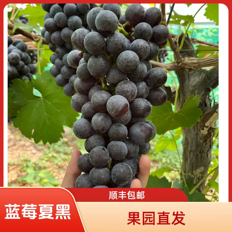 蓝莓夏黑葡萄果园直发净重4.5斤顺丰包邮