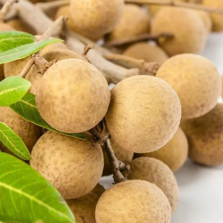 旭谷农乡石硖龙眼地苗带土带叶发货