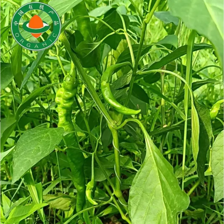 众农有机辣椒14年有机认证新鲜采摘原味产地直发京东快递送货上门