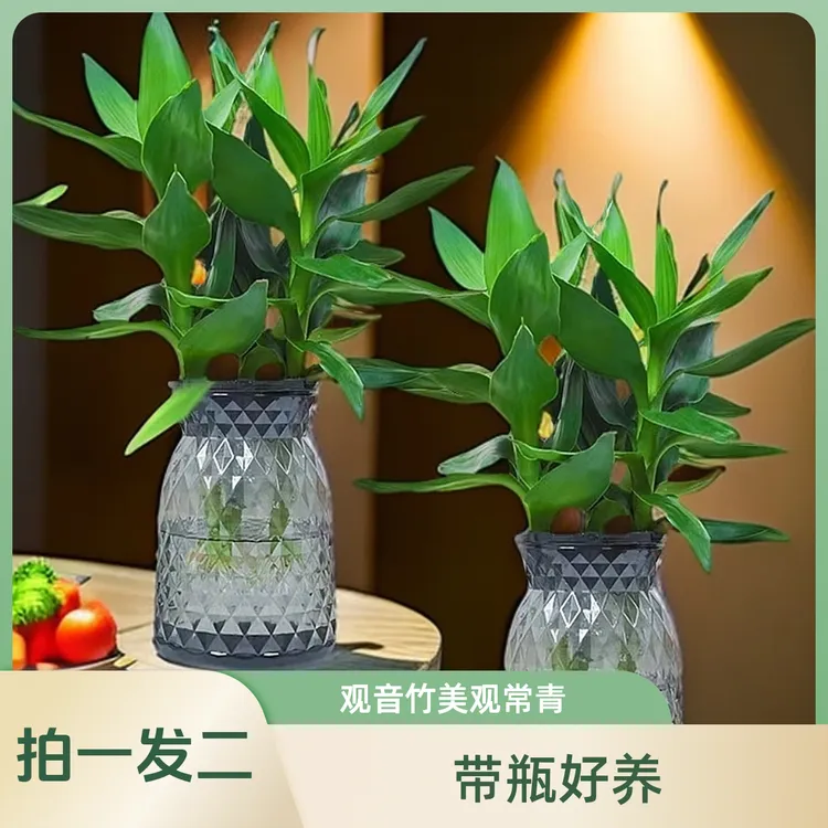 【买一送一】水培观音竹富贵竹发财树四季常绿观叶植物莲花竹带盆