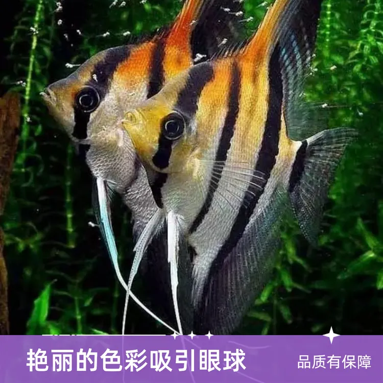 红背埃及伊莎贝尔神仙鱼燕鱼中小型草缸南美缸热带鱼观赏鱼淡水鱼