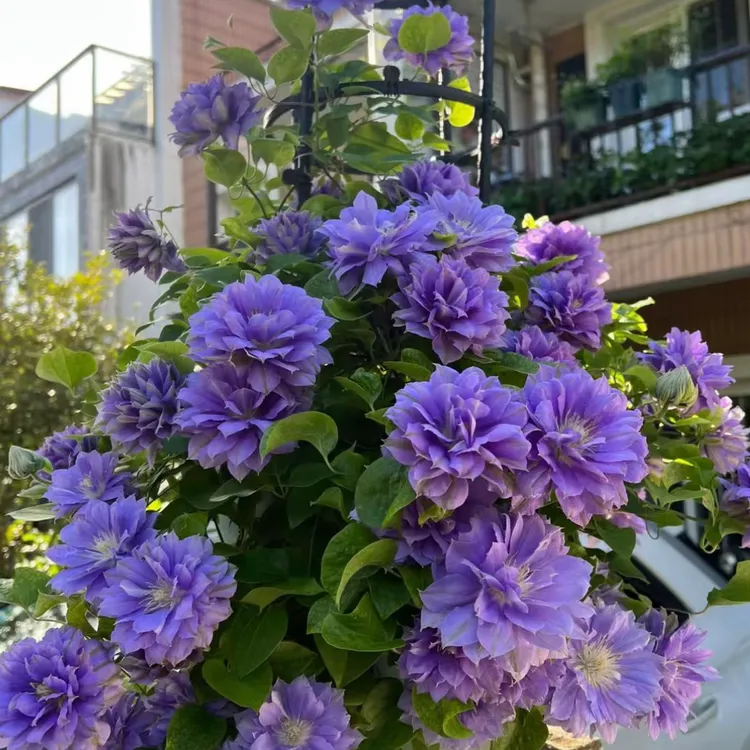 【混色铁线莲花种子】家庭阳台小院四季种植盆栽地栽易种易活