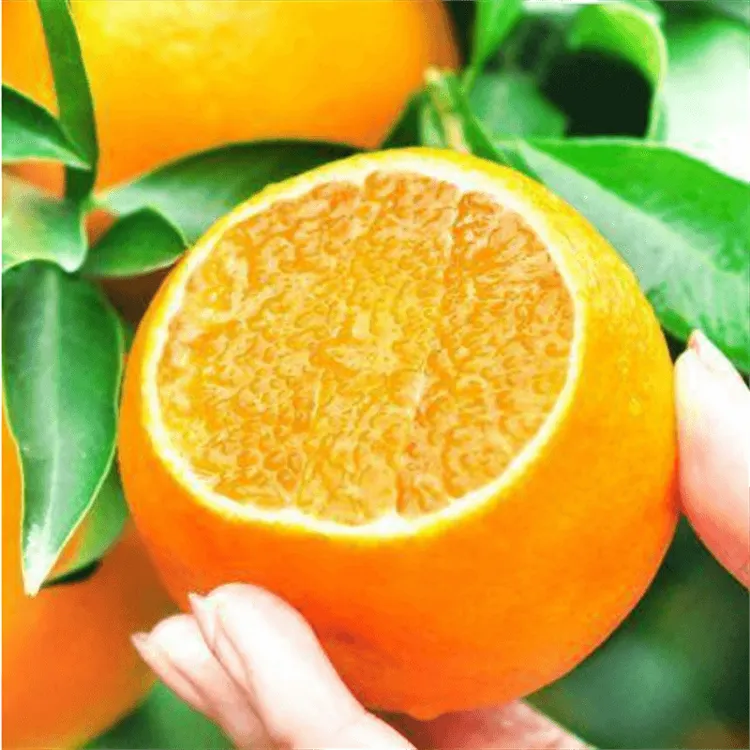 早熟爱媛38号28号果冻橙子树苗嫁接苗红美人柑橘树苗盆栽种植地栽