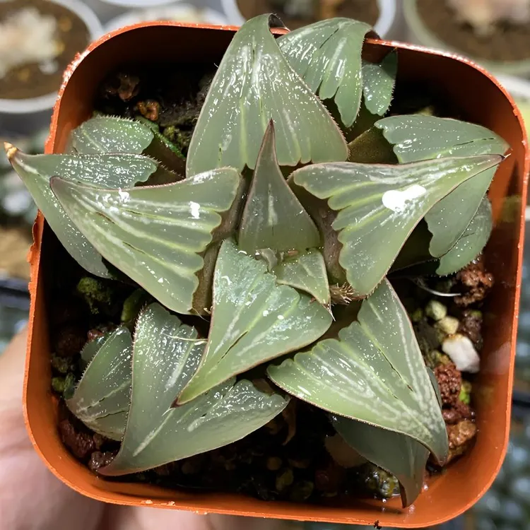 泉水寿芭提雅玉露多肉植物十二卷室内绿植花卉阳台客厅肉肉小盆栽