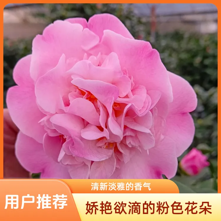 【香妃】山茶花粉香妃茶花香香公主开花烈香四季常青