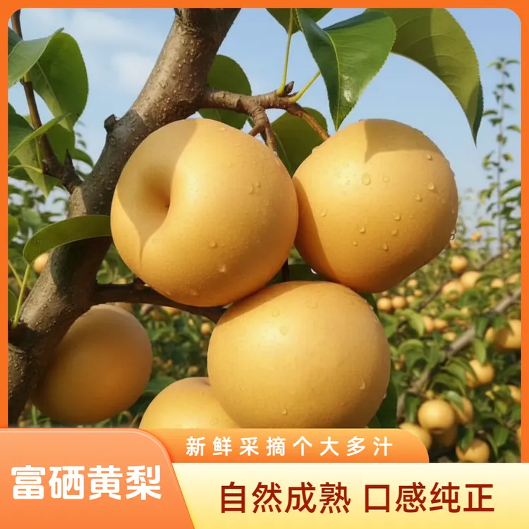 （活动专属）河南滑县富硒黄梨当季新鲜水果秋月皮薄多汁香甜冬梨