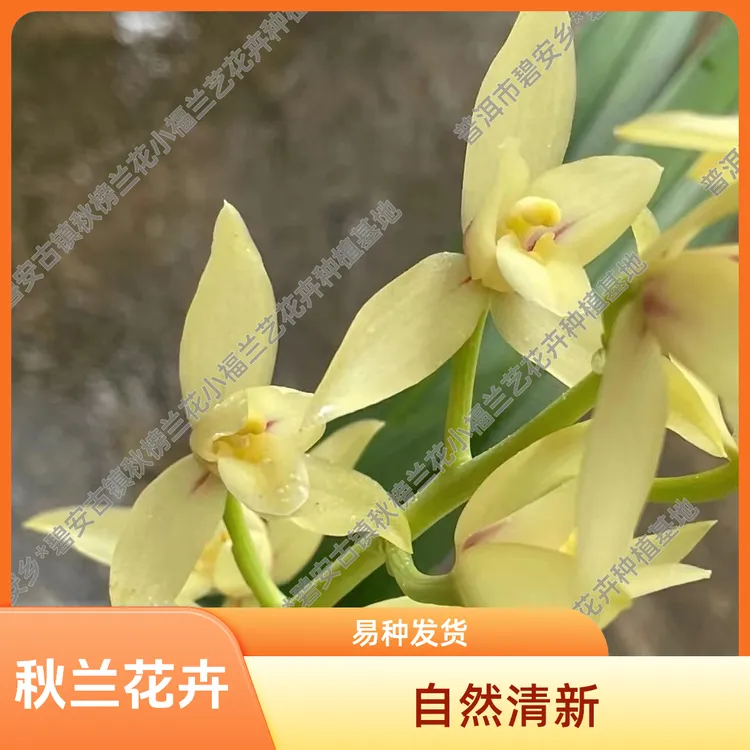 直播间一物一拍花卉兰草花