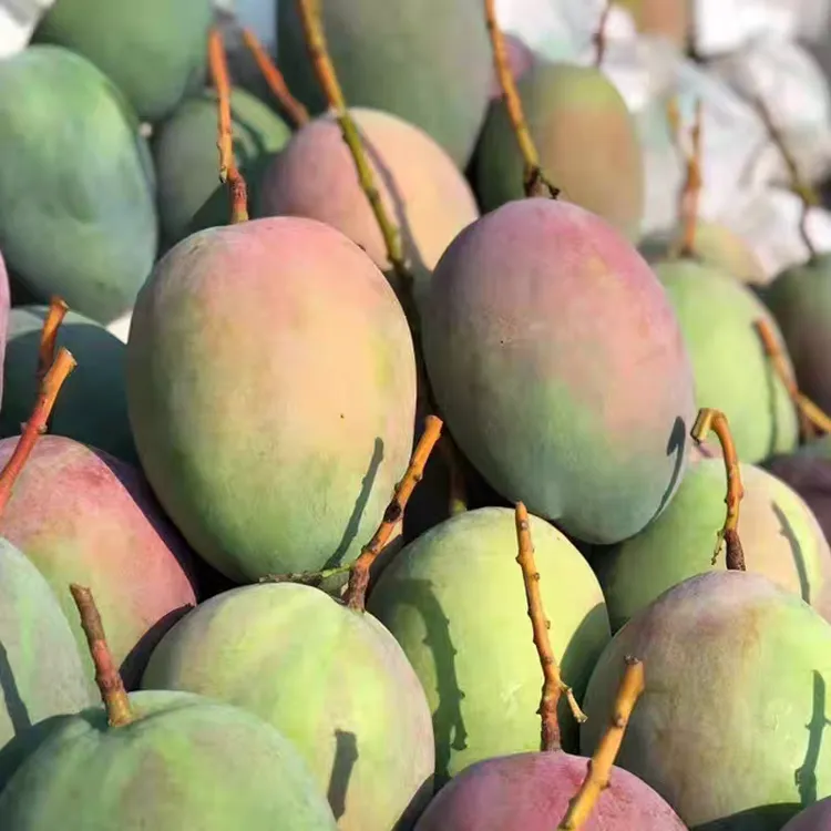 攀枝花凯特芒果新鲜现摘整箱包邮