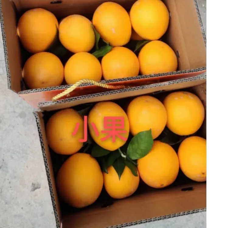 雷波脐橙新鲜现摘香甜橙子应季水果产地直发