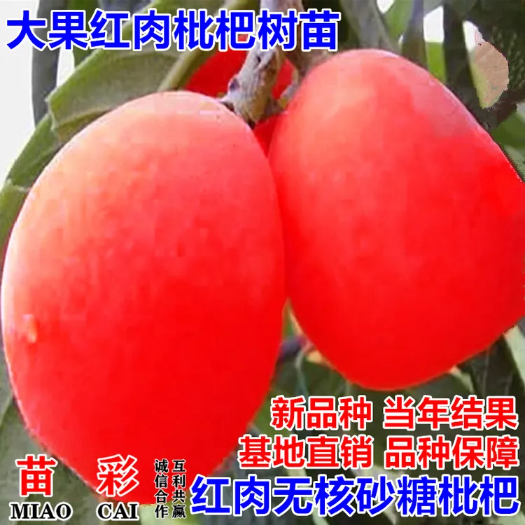 无籽苗红肉无核砂糖枇杷苗新品枇杷树苗南北方种植抗旱耐寒果树苗