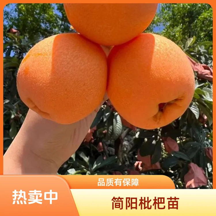 正宗四川龙泉大五星枇杷苗品种对版现发枇杷树苗枇杷果树果树苗