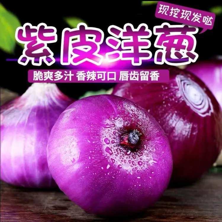 郝爷2025年水果洋葱新鲜现挖紫皮洋葱炒菜凉拌时令蔬菜产地直发