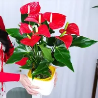 [4-6掌]红掌盆栽室内花卉四季开花净化空气水培绿植桌面室内摆放