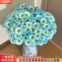 【云舍花卉】【烟雨江南】【渐变色】吸色小菊任意满两单及以上鲜花包邮