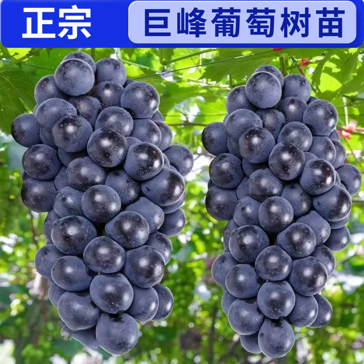 四季种植巨峰葡萄树苗盆栽地栽南北方种植蓝宝石葡萄苗庭院果树苗