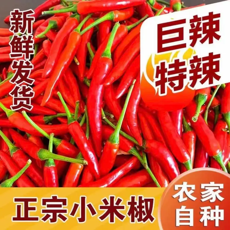 云南新鲜特辣小米椒蔬菜农家正宗小米辣朝天椒红辣椒现摘产地直发