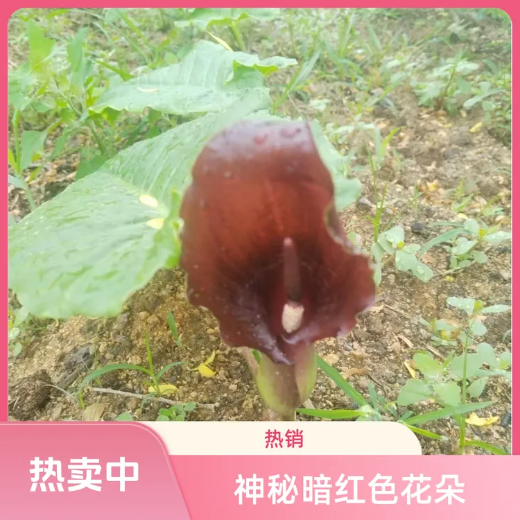 独角莲丁毒豆花 鲜花 干花