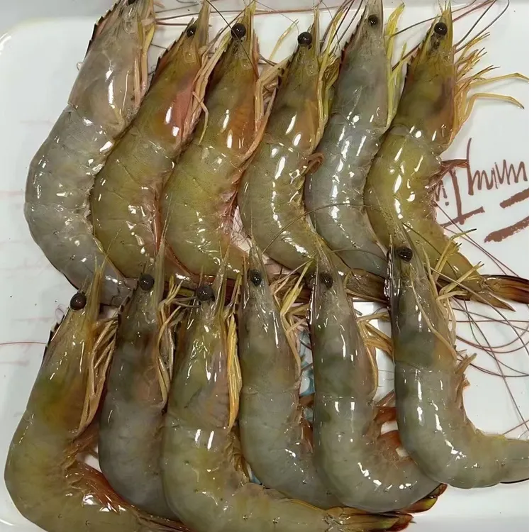 广东湛江北部湾天然海虾+杂鱼煮汤鲜甜包邮九节虾