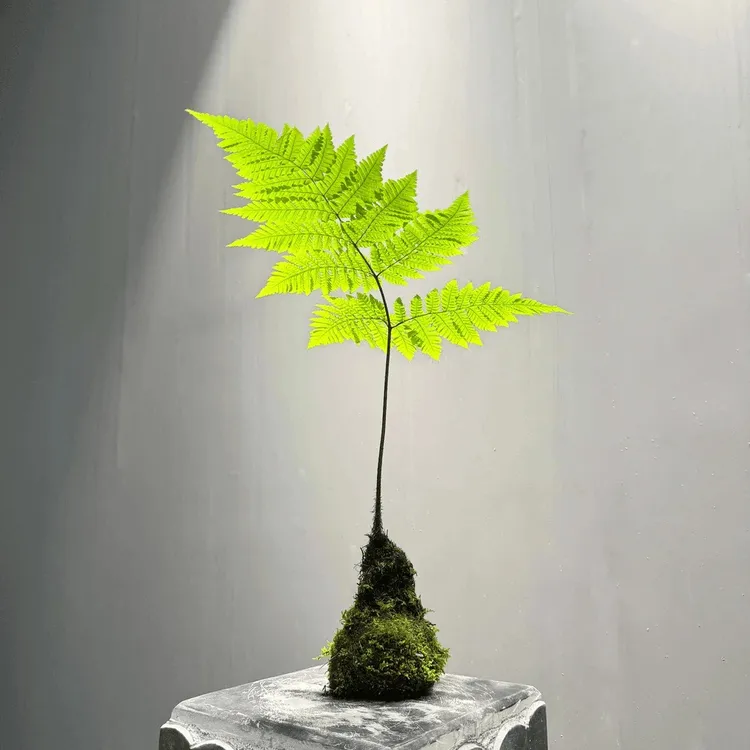 金丝虹麟蕨水培植物室内好养易活四季常青绿植盆景