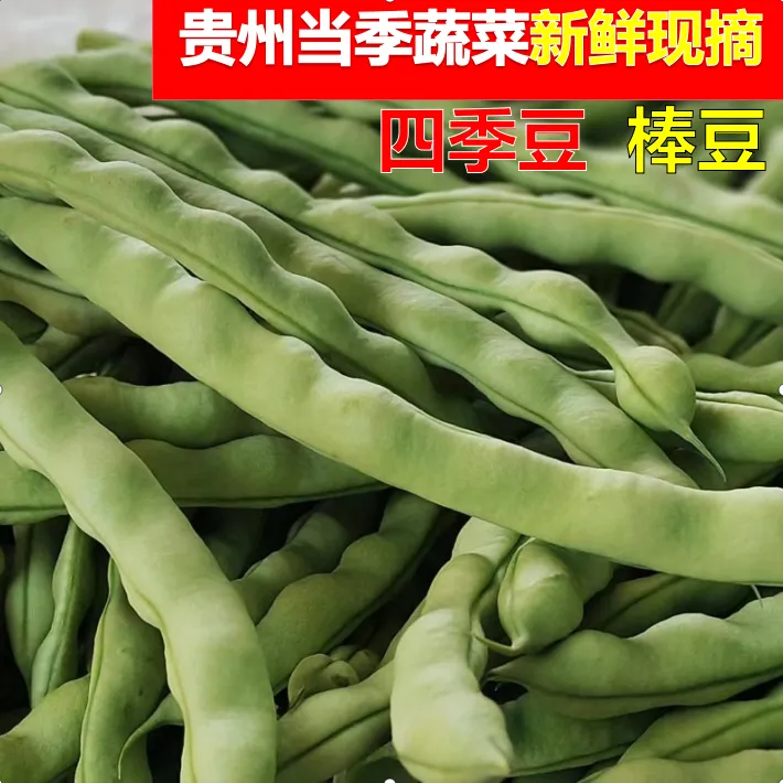 贵州农家新鲜棒豆四季豆新鲜芸豆角扁豆刀豆现摘蔬菜嫩四季豆片