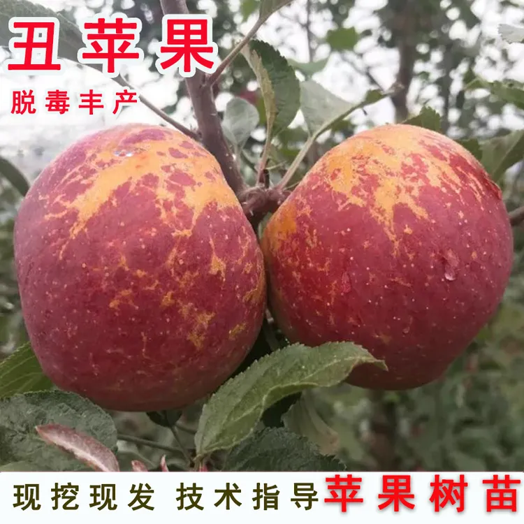 嫁接冰糖心丑苹果树苗云南邵通大凉山苹果苗北南方盆栽地栽果树苗