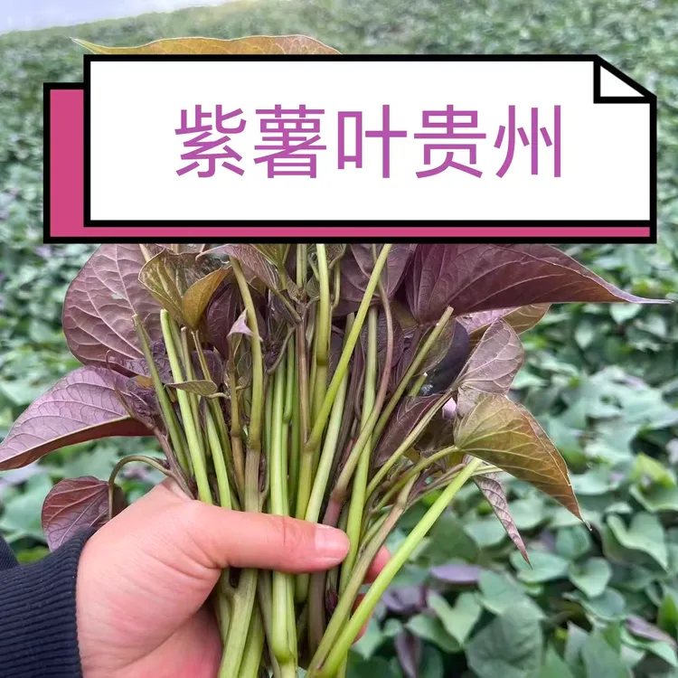 贵州高山紫薯叶蔬菜地瓜叶新鲜现摘现发火锅炒菜凉拌苦菜子紫色