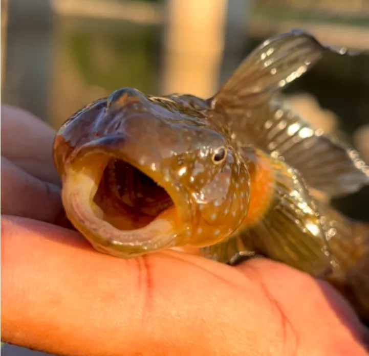 短棘缟虾虎东北原生鱼东北小雷龙趴地虎，标价是单条鱼价，单条不发