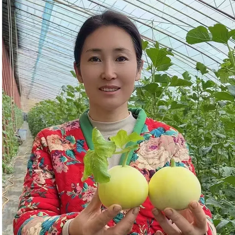 现摘现发安塞小甜瓜【陕北菲菲专属】自家水果种植农家新鲜蔬菜