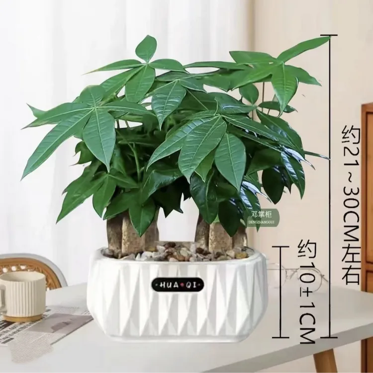 六杆发财树室内盆栽花卉绿植办公桌大绿植好养