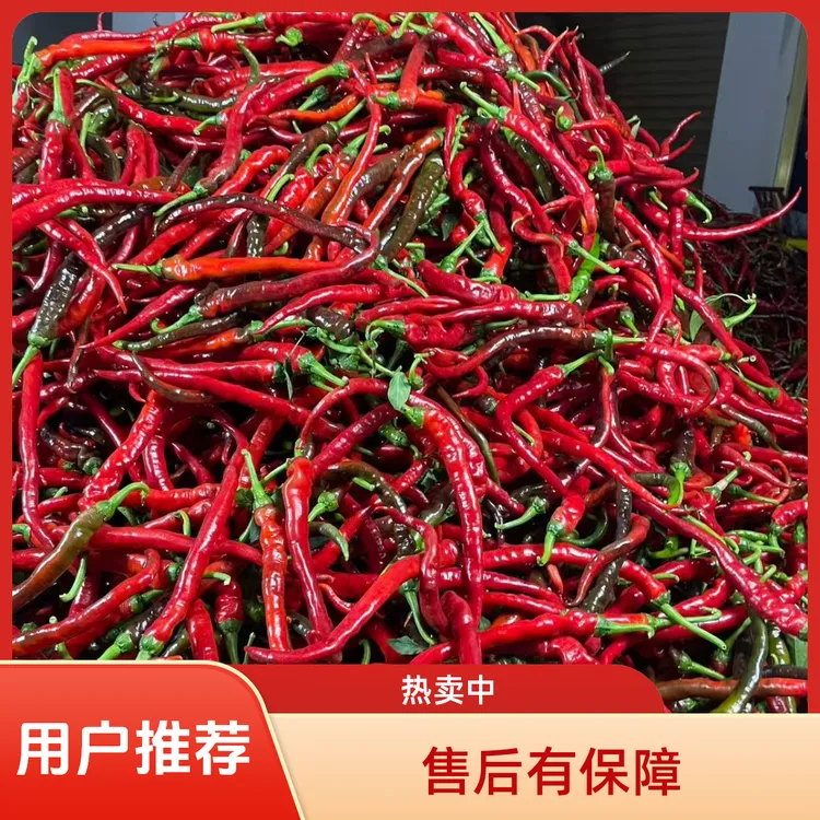 （有辣味有香味不是甜的）湖南品种香种中辣红辣椒剁椒辣椒酱