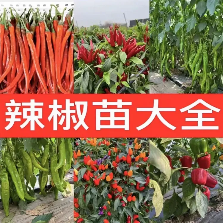 【山东寿光辣椒苗大全】基地直发阳台盆栽小院种植