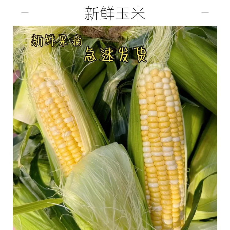 新鲜现摘水果甜脆早餐代餐脆嫩玉米鲜嫩