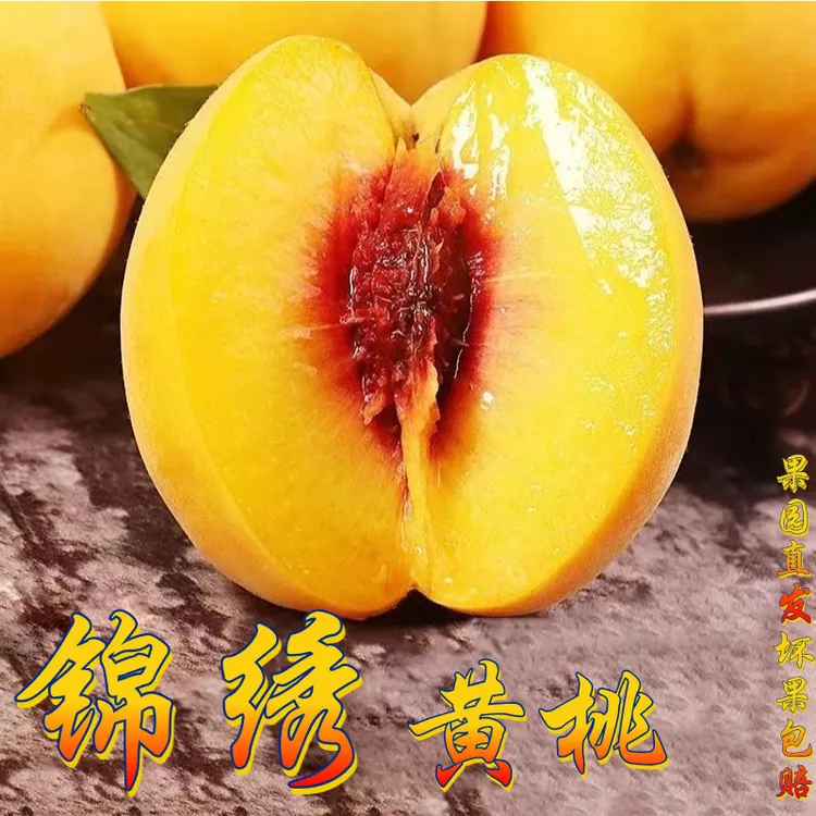 小耘乡蒙阴锦绣黄桃现摘现发香甜多汁蜜香味浓郁新鲜水果