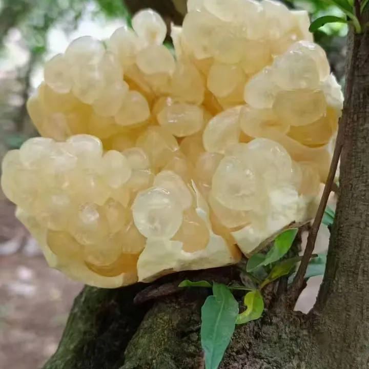 正宗怀远白花玉石籽石榴 大中小10斤礼盒装 送礼佳品 蚌埠特产