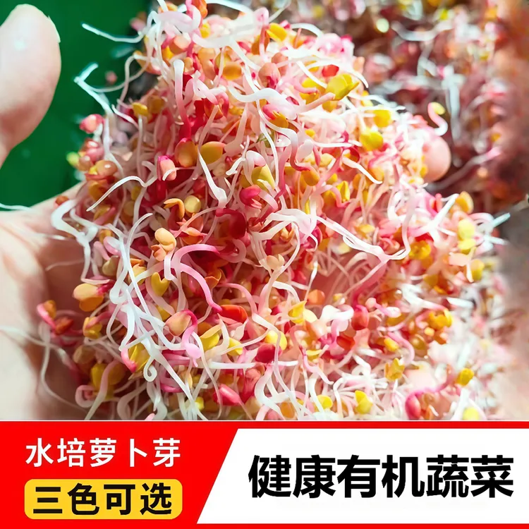 新鲜有机水培蔬菜红萝卜芽紫萝卜芽三色萝卜芽可凉拌西餐摆盘健康