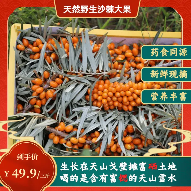 天然绿色有机沙棘大果新疆特产沙棘果现采现发3斤装（带枝带叶）