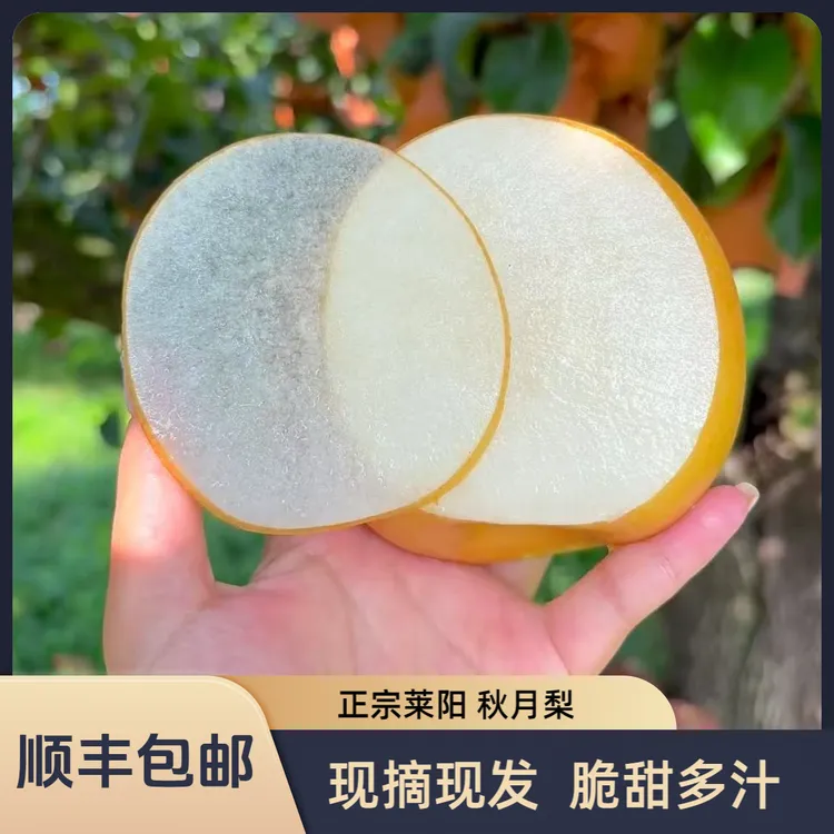 【秋月梨】山东正宗秋月梨当季新鲜水果多汁细腻香甜酥脆产地直发