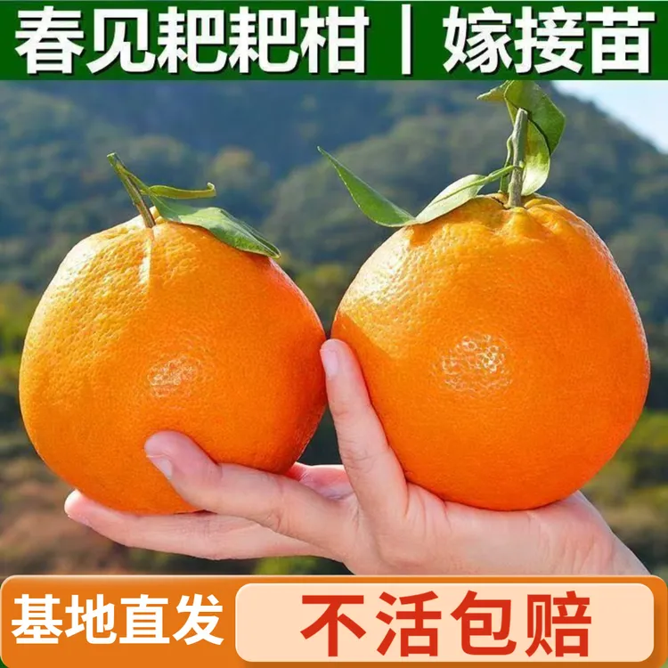 春见耙耙柑树苗正宗四川嫁接柑橘树苗地栽丑橘苗当年结果橘子树苗