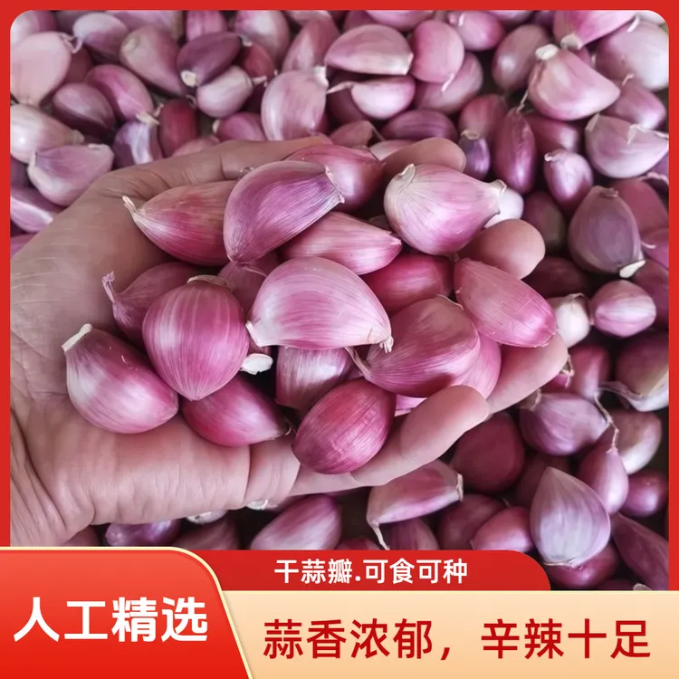 云南农家老品种红香干蒜瓣可吃可种能出蒜苔
