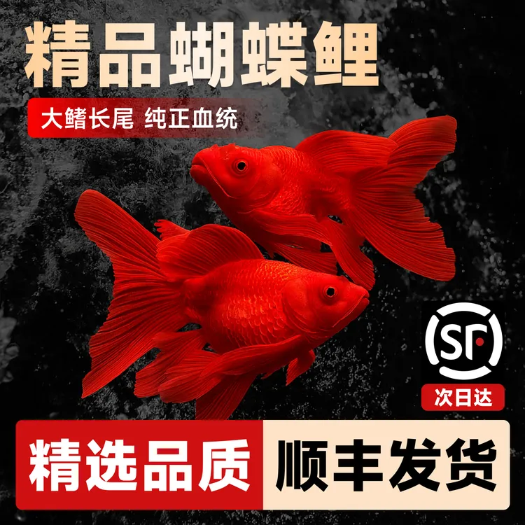 红色蝴蝶鲤观赏鱼冷水鱼短身贵妃球体大鳍大尾高背狮子头混养包活